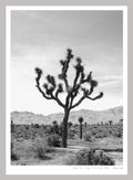 JOSHUA TREE