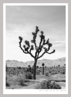 JOSHUA TREE