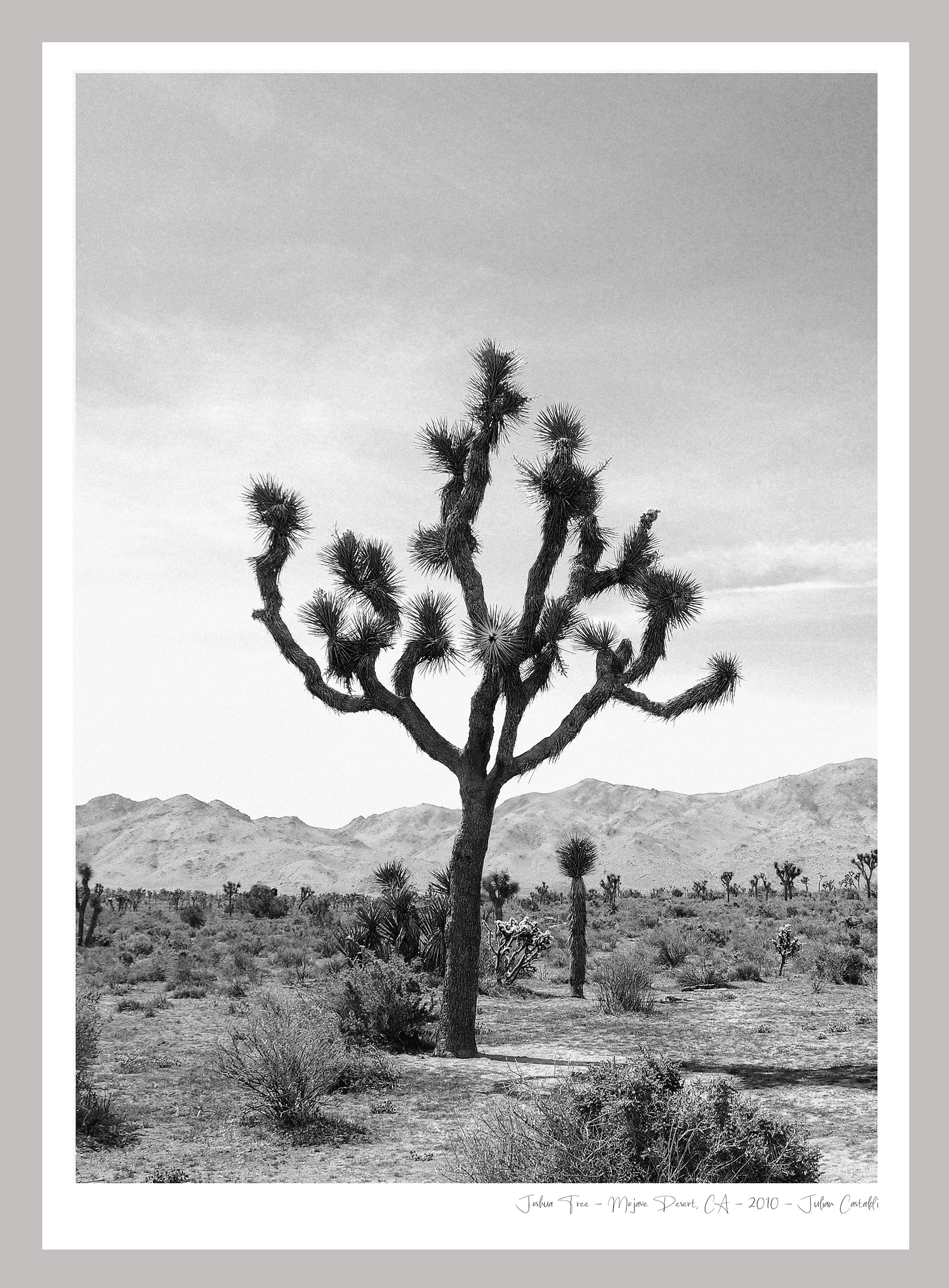JOSHUA TREE