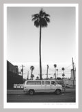 LONELY PALM