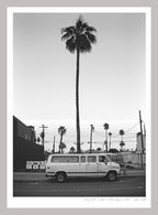 LONELY PALM